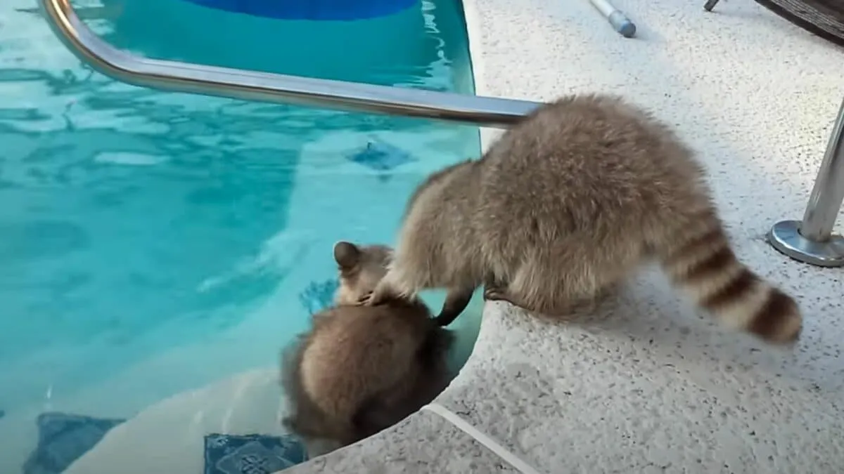overprotective raccoon brother