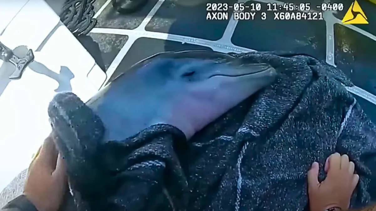 sheriff saves baby dolphin