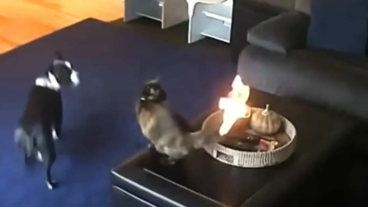 cat setting own tail on fire