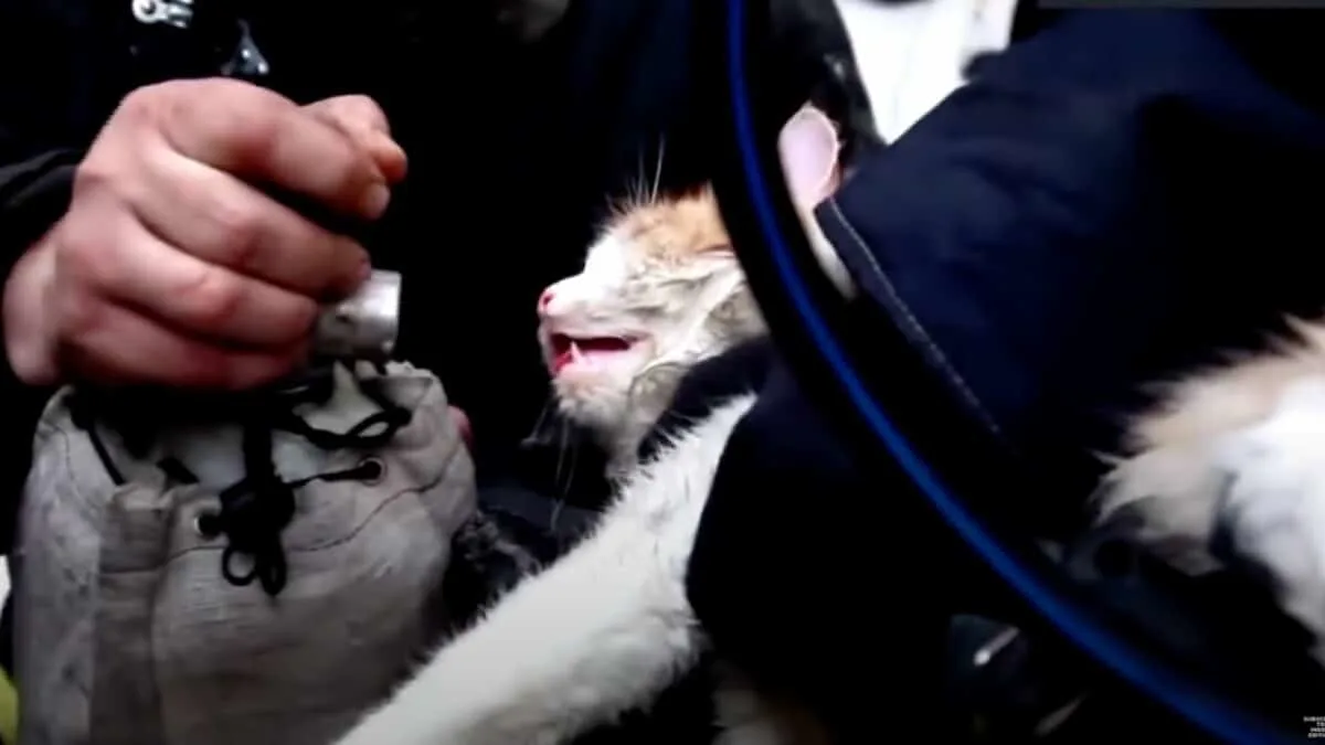 fireman gives kitten CPR