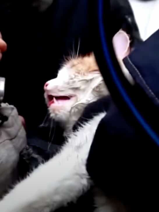 Fireman Gives Kitten CPR as Heartbroken Owner Watches