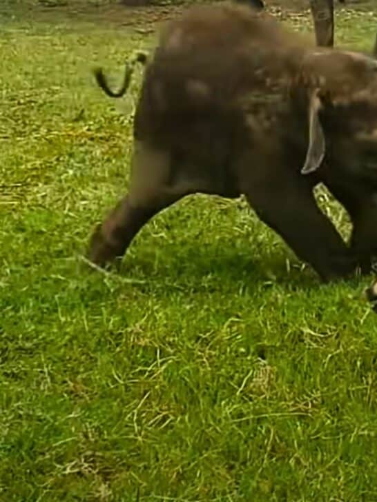 Frustrated Baby Elephant Chasing a Dog
