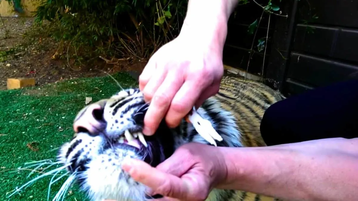 pulls out tiger's tooth