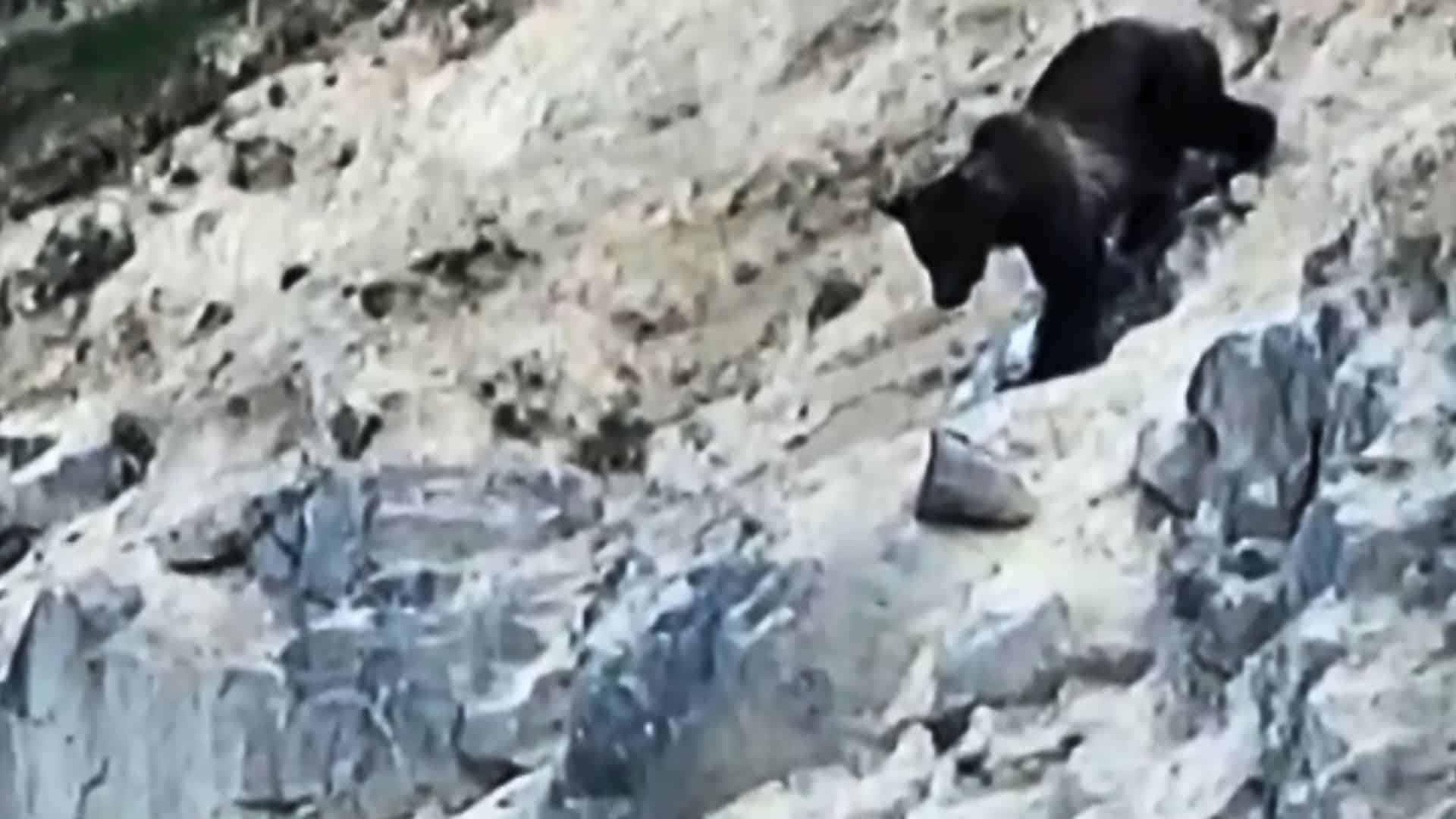 bear plunges to death
