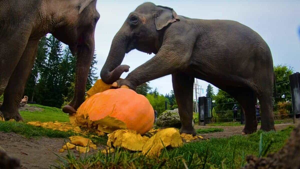 elephants smash giant pumpkins
