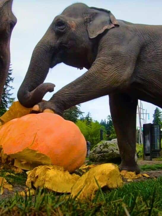 Elephants Celebrate Halloween & Smash 1,200 Pounds of Pumpkin