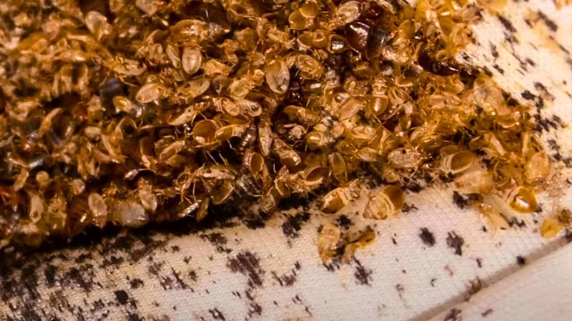 arizona woman battles bed bug infestation