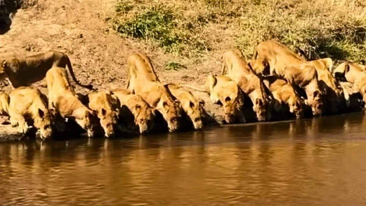 lions taking water break