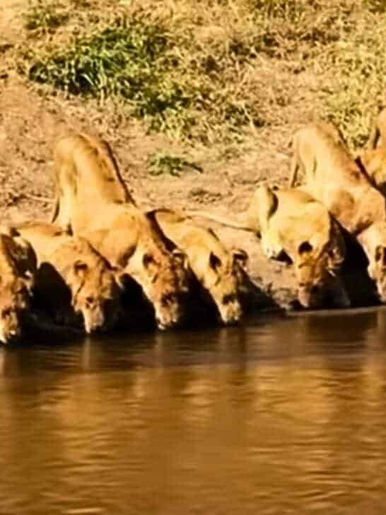 Twenty Lions Taking a Water Break Together