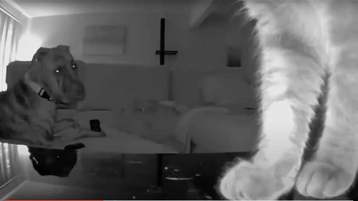 cat snitches on dog
