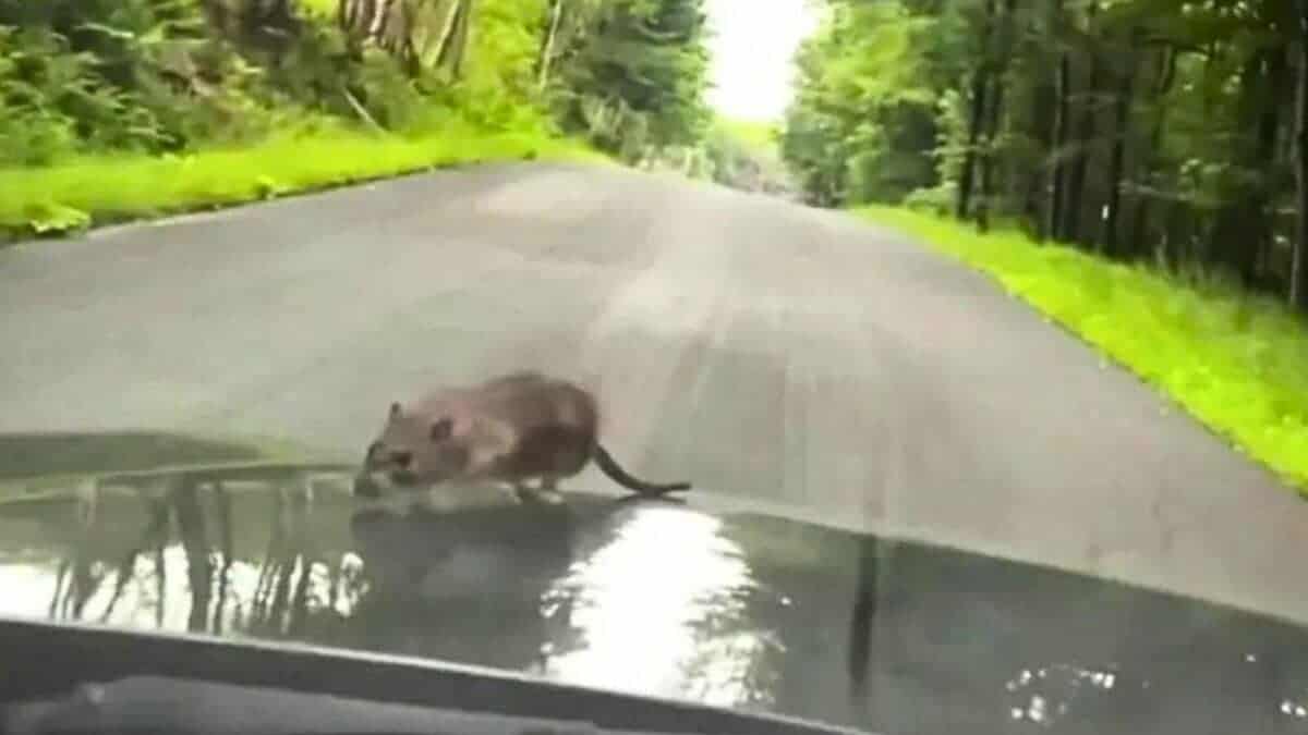 New York City rat hitchhikes