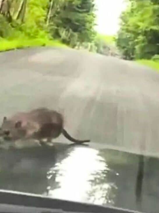 New York City Rat Hitchhikes Upstate and Becomes Country Rat