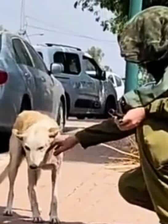 Israeli Rescue Worker Cares For Shell-Shocked Dog