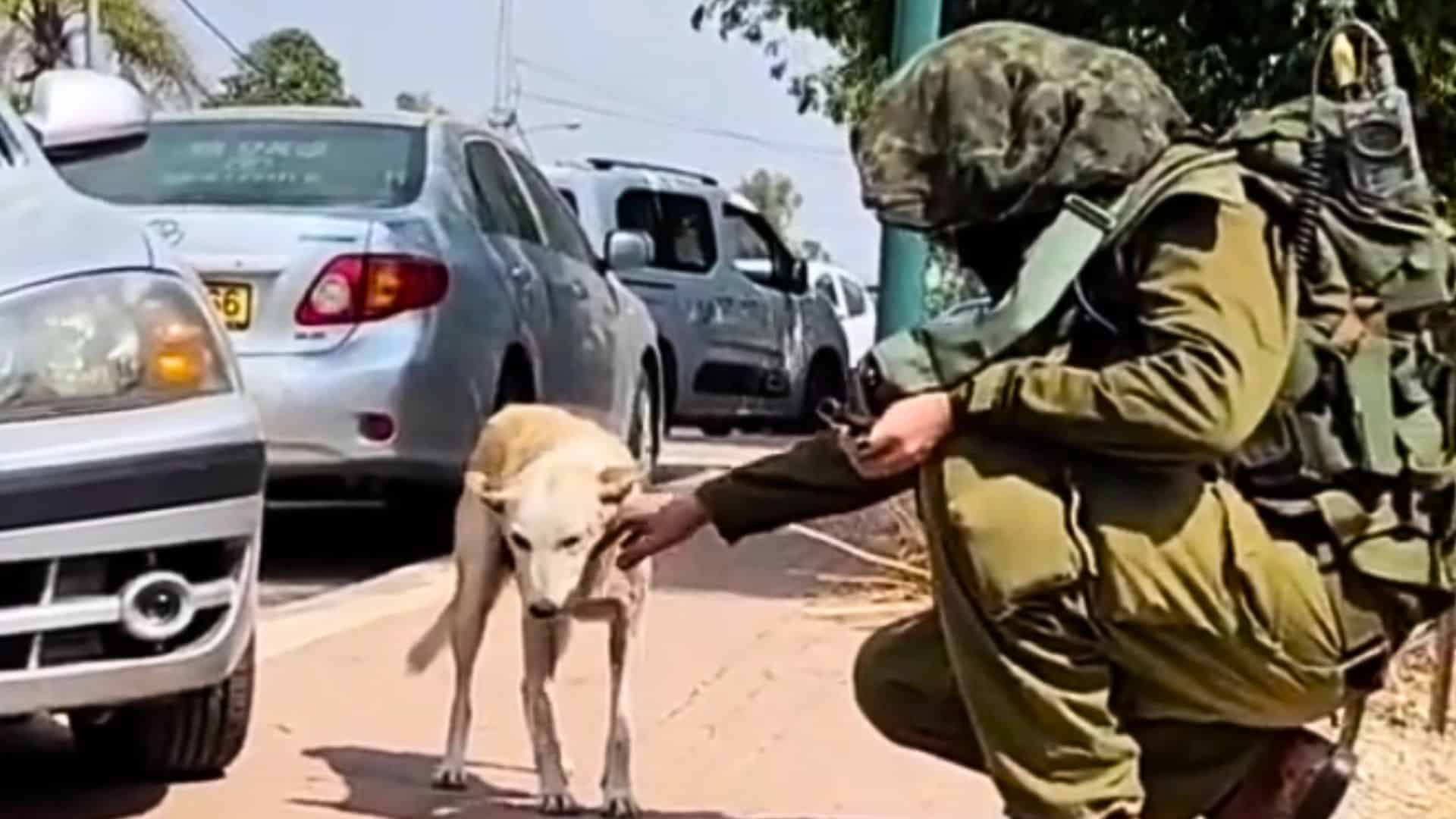rescue worker cares for shell shocked dog