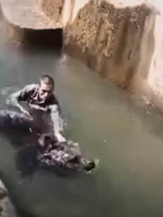 Drunk Polish Man Sneaks Into an Angry Bear’s Enclosure