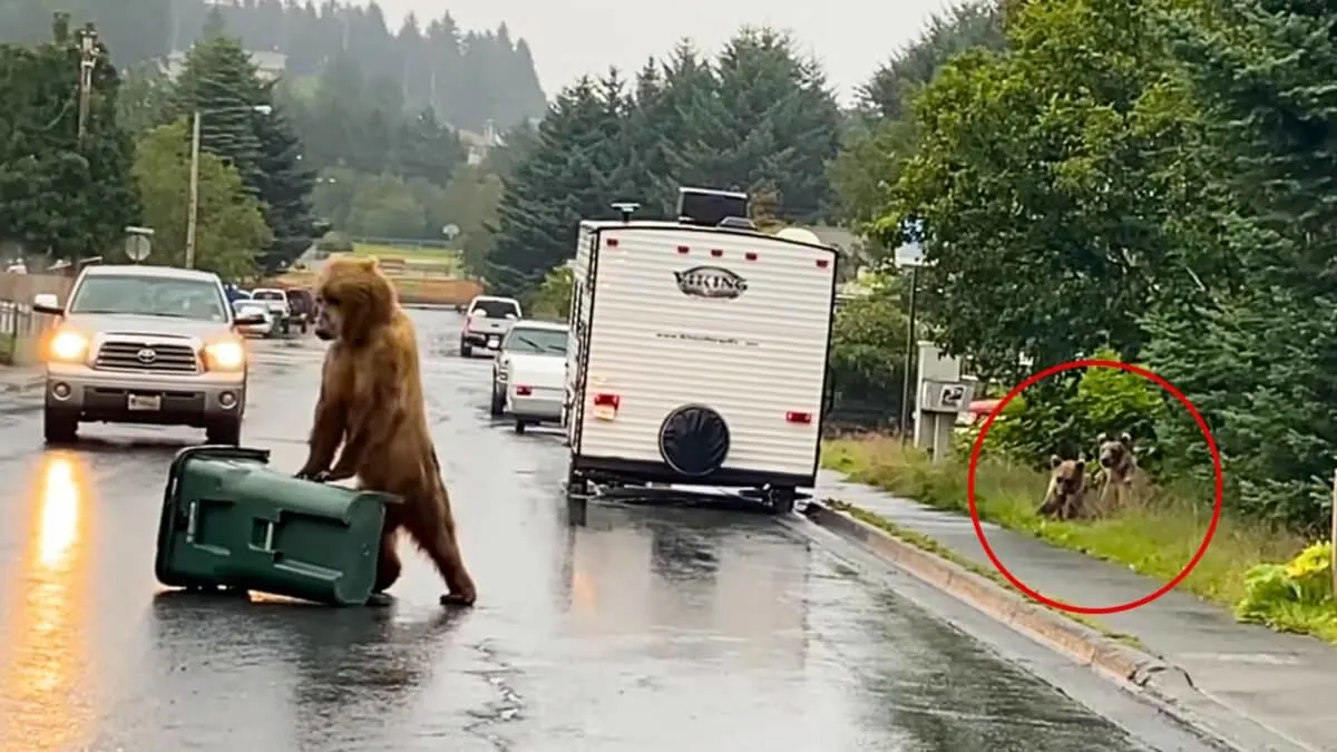 momma bear breaks open trash can