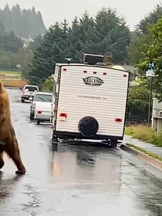 Momma Bear Breaks Open Bear-Proof Trash Can While Cubs Watch