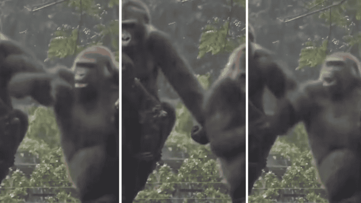 Gorillas Have Family Drama, Too