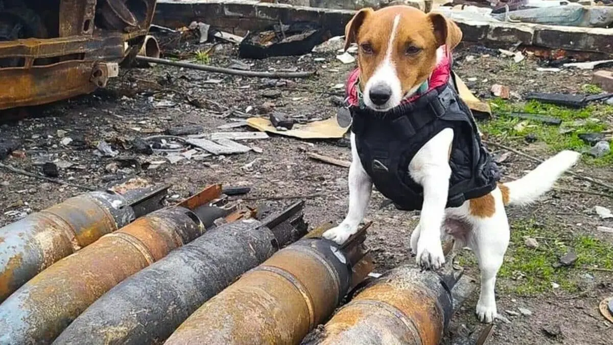 bomb-sniffing jack russel