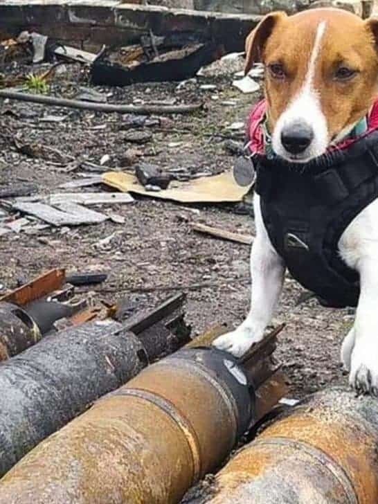 Bomb-Sniffing Jack Russel Detects Over 262 Russian Explosives