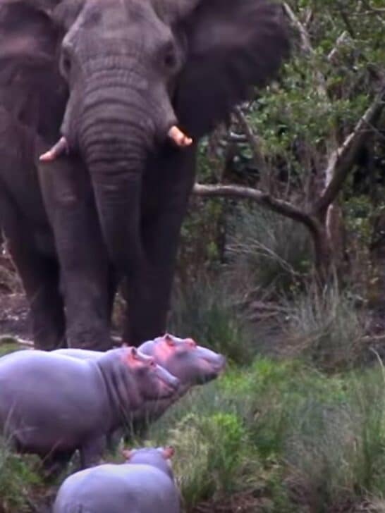 Massive Elephant Vs. Tiny Baby Hippos