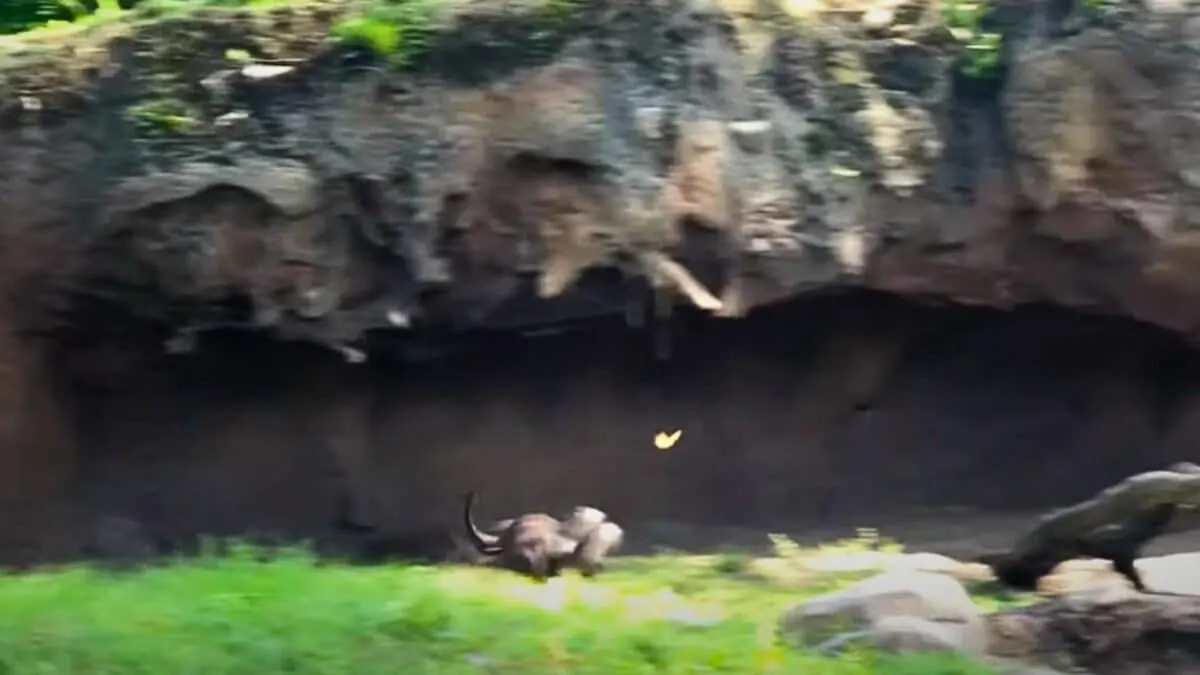 otters chasing butterfly
