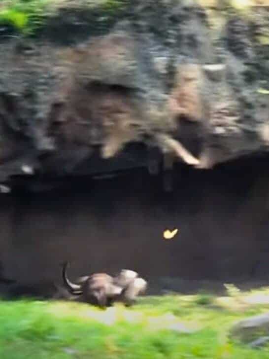 Watch This Disney-Like Scene of Otters Chasing Butterflies