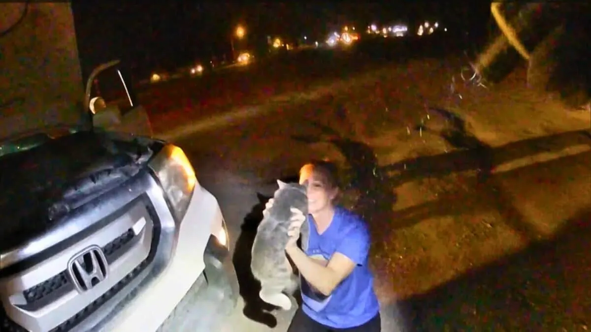 cat inside car engine