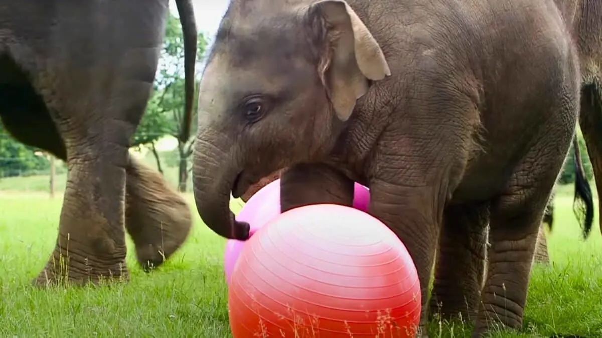 elephant loves birthday present