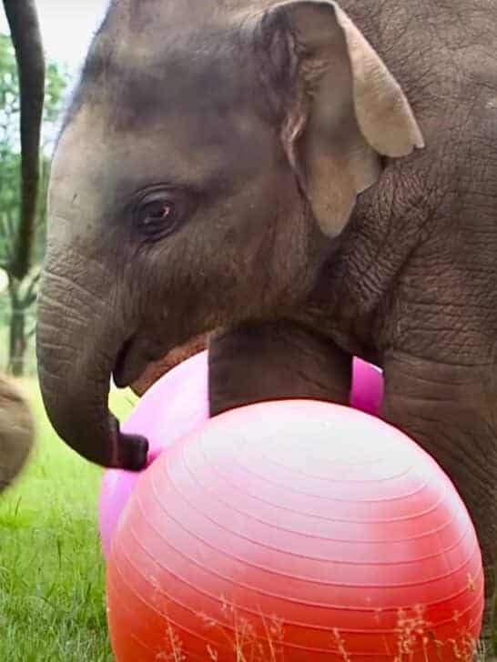 Charming Baby Elephant Loves Its 1st Birthday Present