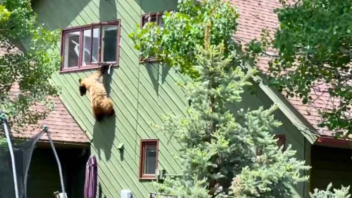 bear enters Colorado home