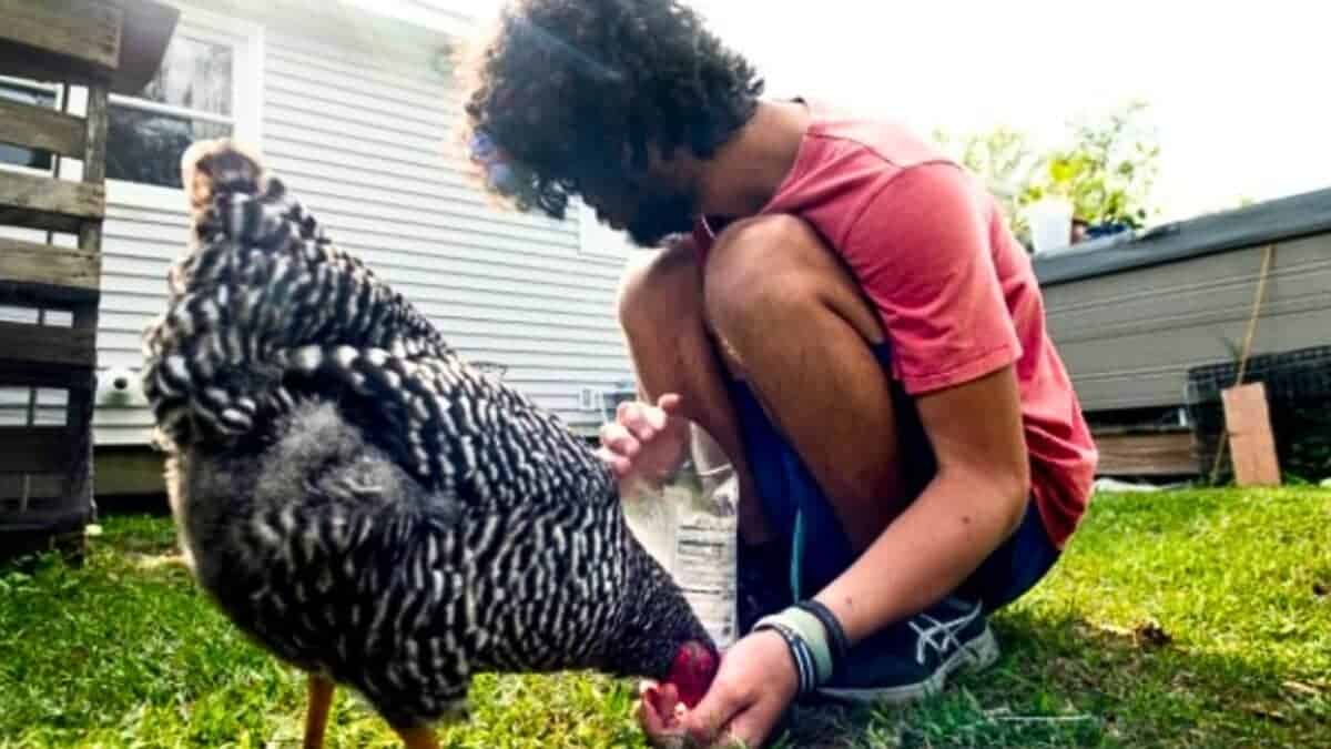 legal twist emotional support chickens