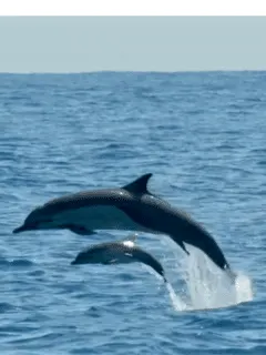Baby dolphin jumping with mom