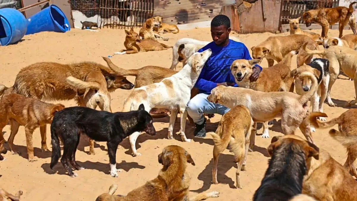 gaza man cares for dogs