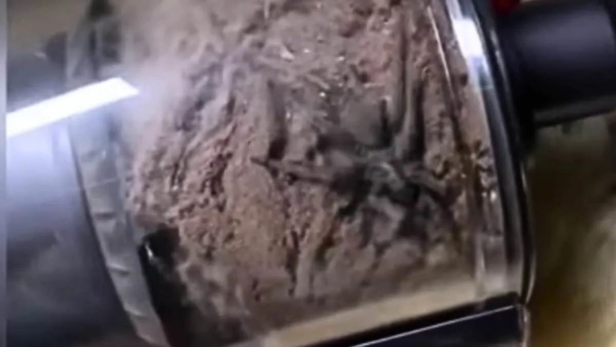 hairy and venomous vacuum resident