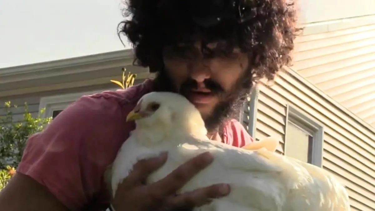 legal twist emotional support chickens