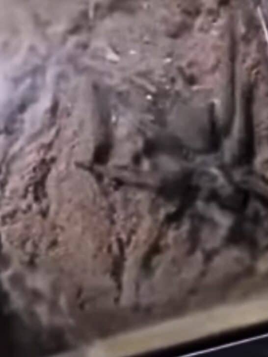 A Hairy and Venomous Vacuum Resident