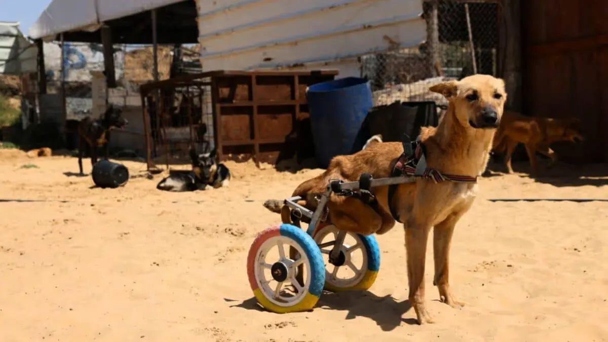 gaza man cares for dogs 