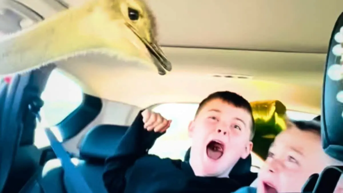 drive-through safari chaos