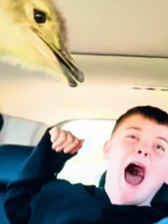 Drive-Through Safari Goes From Quality Family Time to Absolute Chaos
