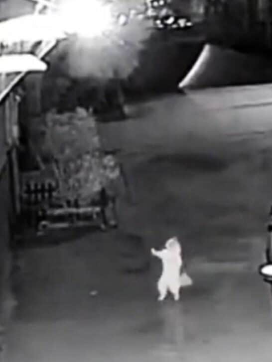 Groovy Cat Throws Down Delicious Moves in the Driveway