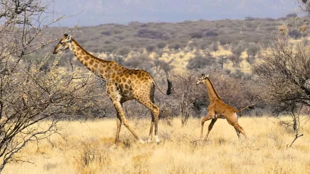 second spotless giraffe