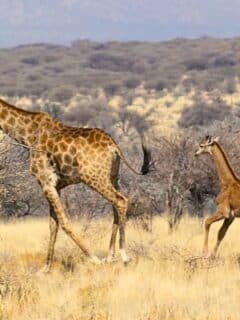 second spotless giraffe