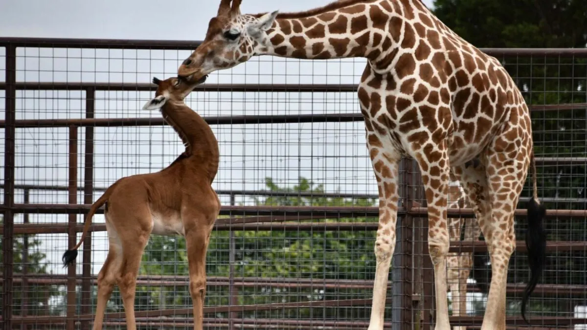 the first spotless giraffe ever