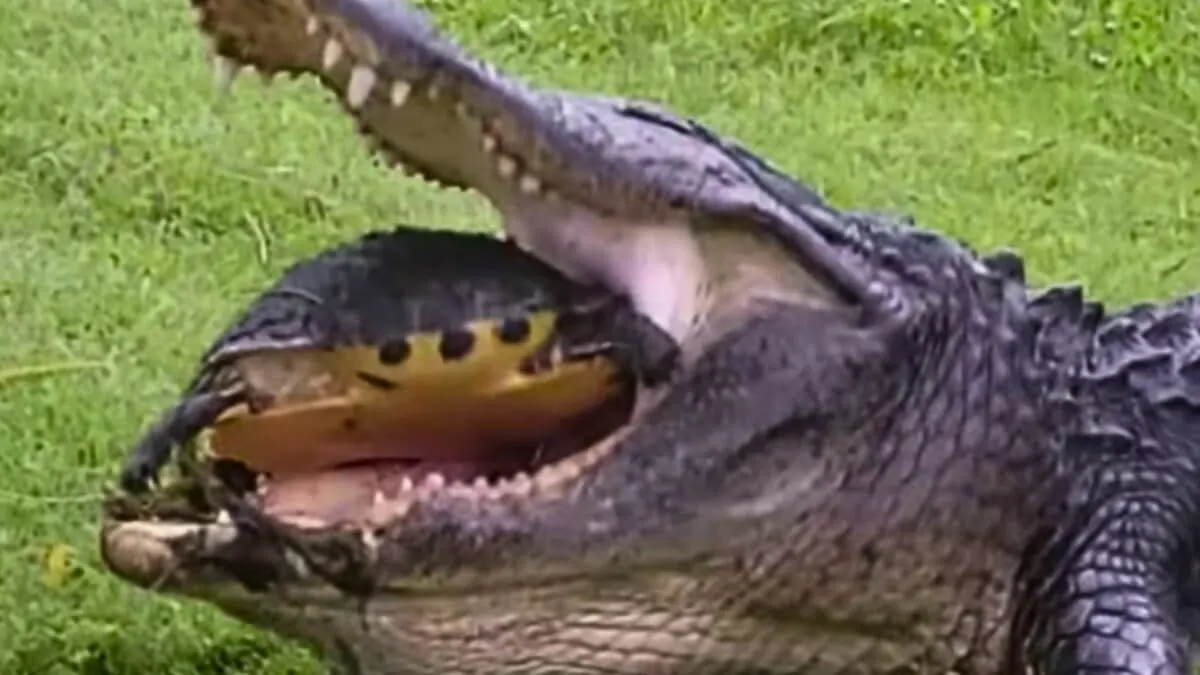 turtle makes unexpected escape