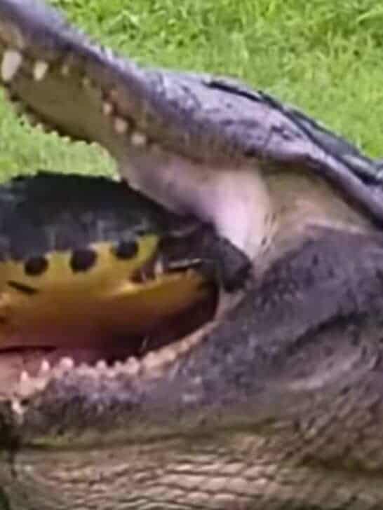 Turtle Makes Unexpected Escape From the Jaws of an Alligator
