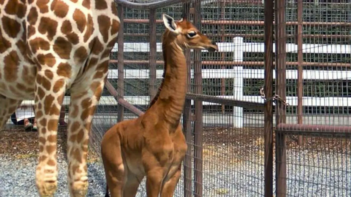 the first spotless giraffe ever