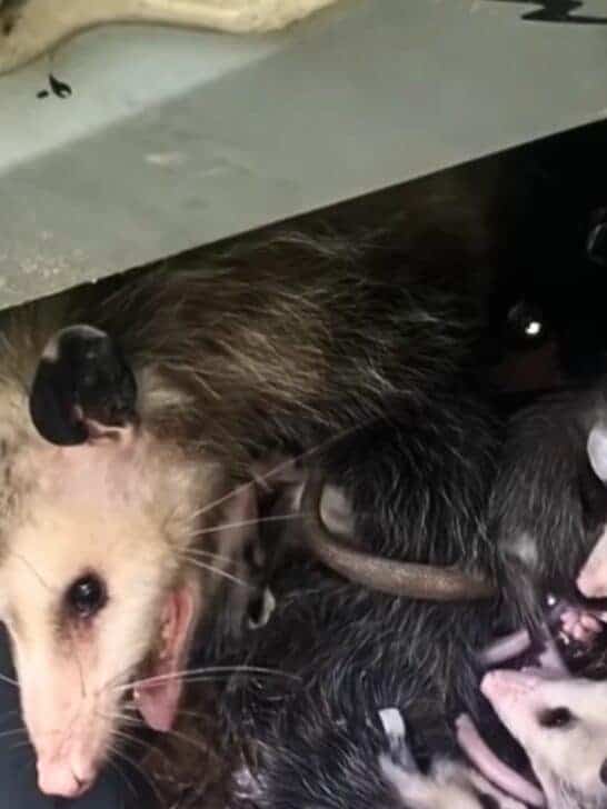 Watch This Momma Possum Starting a Family Inside a BBQ