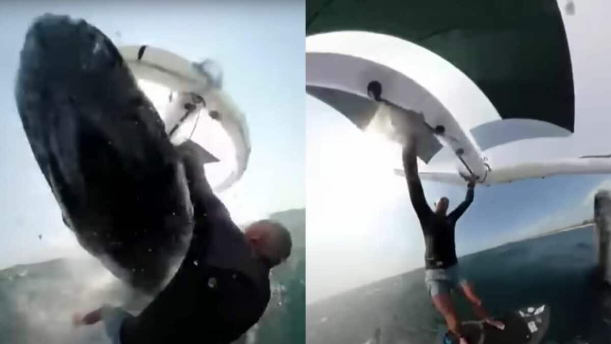 surfer wiped by breaching whale