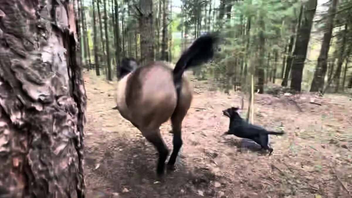 horse farts in dog's face